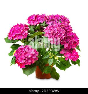 Beautiful hydrangea flower in pot on a white background Stock Photo