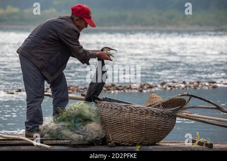 Yangshuo, Guilin, Guangxi province, China - November 12, 2019: Cormorant fisherman taking a fish out of the bird bea on Li river. Stock Photo