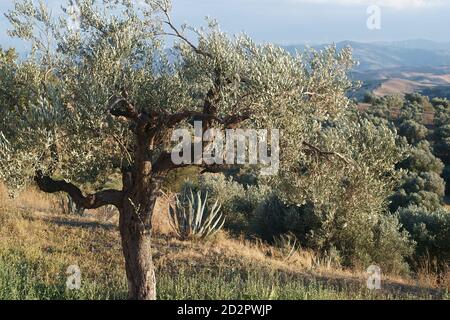Landscape with olive tree from the deserted village of Craco, close to Matera, Basilicata, Italy Stock Photo