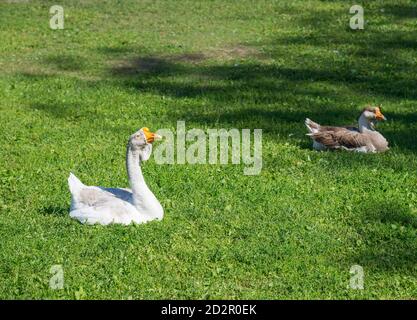 Domestic geese on the green lawn Stock Photo