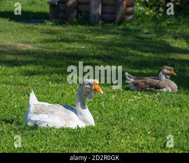 Domestic geese on the green lawn Stock Photo