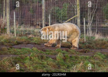 oso polar (Ursus maritimus), Highland Wildlife Park, kincraig, Parque Nacional Cairngorms, Escocia, Reino Unido Stock Photo