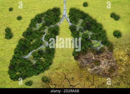 Forest in a shape of lungs - deforestation and global warming concept Stock Photo