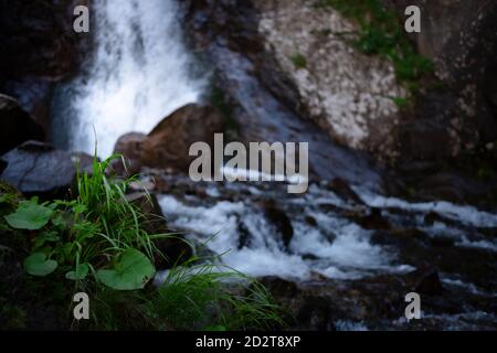 Nature of the North Caucasus. Great full-blown Waterfall Shumka, Dombai, Karachay-Cherkessia, Russia. Stock Photo