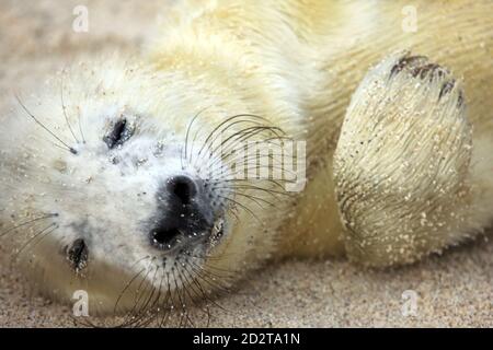 Close up of a cute newborn Grey seal (Halichoerus grypus) pup on an uninhabited Scottish island in the Inner Hebrides of Scotland Stock Photo