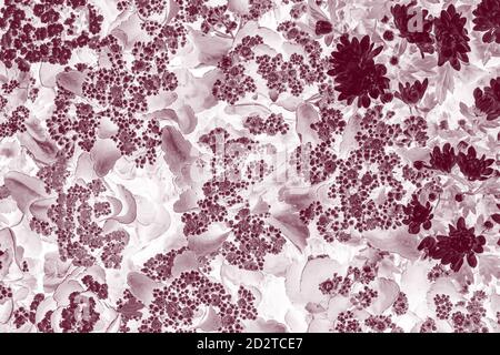 The background image of the colorful flowers. High quality photo Stock Photo