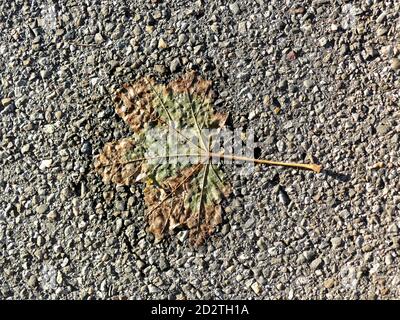 autumnal colored maple leaf on a street Stock Photo