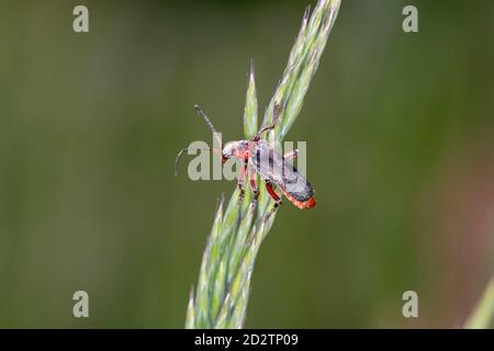 Soldier Beetle or Leatherwing, (Cantharis rustica), Cantharidae. There are several Cantharis beetles but this is the most common. It has red femora (t Stock Photo