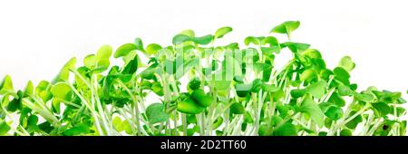 Micro greens panorama, a header with many vibrant sprouts on a white background Stock Photo