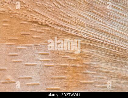 Close up of the patterns in the bark of a Chinese Red Birch (Betula albosinensis) Stock Photo