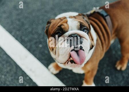 From above of funny purebred English Bulldog puppy with spotted muzzle and tongue out standing on asphalt ground Stock Photo