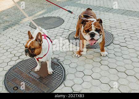 High angle of cute puppy of English Bulldog and French Bulldog with leashes standing on paved street Stock Photo