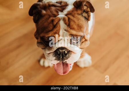 From above of cute purebred brown and white puppy of English Bulldog with tongue out standing on wooden floor Stock Photo
