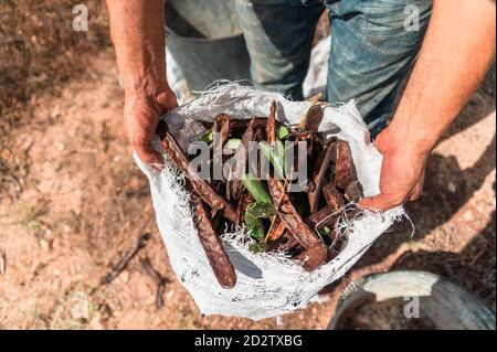 From above of crop anonymous male worker holding sack with freshly picked ripe carob pods while harvesting in countryside Stock Photo