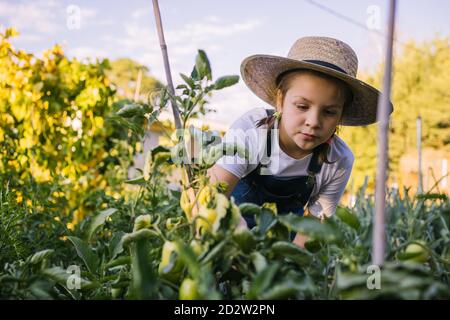 Cute kid in straw hat standing in lush garden and collecting ripe vegetables in basket in summer Stock Photo