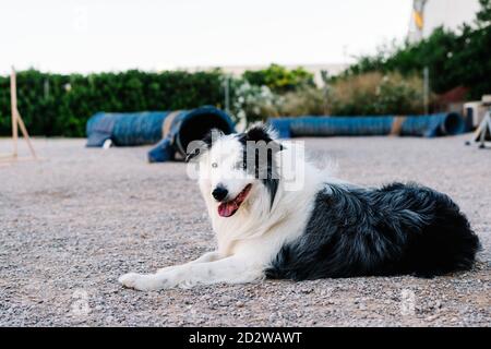 Adorable fluffy Border Collie dog lying on ground and resting after agility training in park with special equipment Stock Photo
