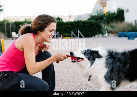 Border Collie dog pulling rope from hand of female instructor during training on playground with agility equipment Stock Photo