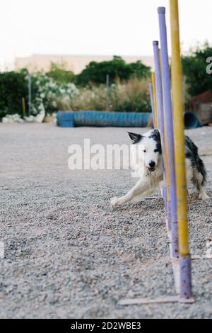Border Collie dog doing exercise on weave poles during obstacle course on playground with agility equipment Stock Photo