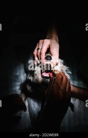 From above of unrecognizable vet doctors putting anesthesia tube in mouth of dog while preparing animal for surgery in dark operating theater Stock Photo