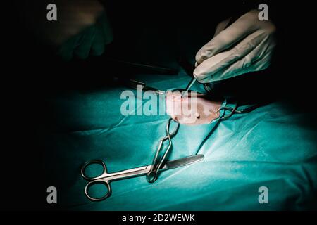 From above of unrecognizable crop vet doctor using surgical instruments and doing operation for pet in dark operating theater in hospital Stock Photo