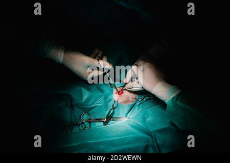 From above of unrecognizable crop vet doctors using surgical instruments and doing operation for pet in dark operating theater in hospital Stock Photo