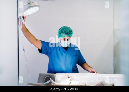 Busy male veterinarian using surgical lamp while standing near metal table with anesthetized pet in modern operating theater of veterinary clinic Stock Photo