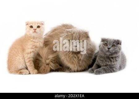 Lilac Self Highland Fold or Lilac Self Scottish Fold Longhair Domestic Cat, Female with Blue and Cream Scottish Fold Kittens standing against White Ba Stock Photo