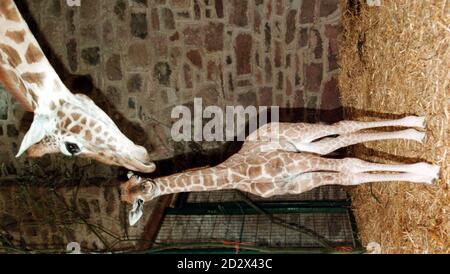 Proud mother giraffe 'Samara' keeps a beady eye on the photographers as she shows off daughter 'Mia',  born just  11 days ago, at Chester Zoo. Stock Photo