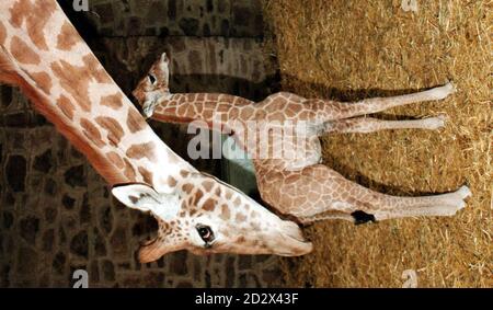 Proud mother giraffe 'Samara' keeps a beady eye on the photographers as she shows off daughter 'Mia',  born just  11 days ago, at Chester Zoo. Stock Photo