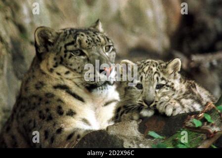Sayan' a snow leopard cub, born on the 25th May this year at Edinburgh Zoo, with her mother Misha. Snow leopards are a native of central Asia, once found widely throughout China and Mongolia, but their numbers are now very low in the wild due to over- hunting for the fur trade. Photo by Chris Bacon/PA Stock Photo