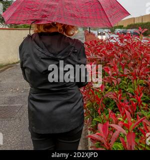 A woman walks in the rain with a red umbrella near a hedge with the typical red autumn leaves Stock Photo