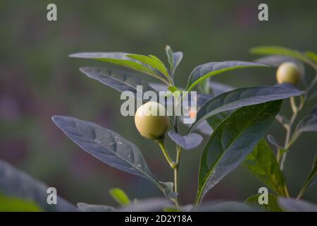 False Jerusalem cherry. Latin name - Solanum pseudocapsicum. Leaves and fruit growing from Solanum pseudocapsicum. Stock Photo