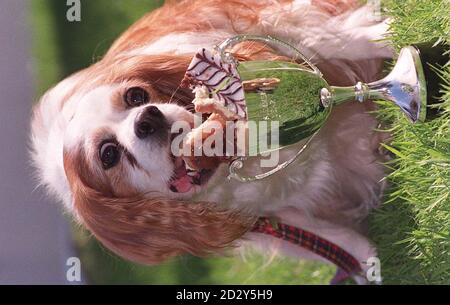 Cherry, the 14-year-old Cavalier King Charles Spaniel, puts aside the battle of the bulge, as she tucks into some cakes after being named Hill's Pet Slimmer of the Year in London today (Tuesday). Cherry, owned by Robert McKenzie from Dundee, weighed 20.8 Kgs before her diet, and now weighs 11.4Kgs. Photo by John Stillwell. Stock Photo