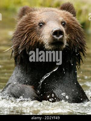 A young Kamchatka brown bear plays in his enclosure at the 'Tierpark Hagenbeck' zoo in Hamburg September 20, 2007. The four nine-month old bears, one female and three male, who recently arrived from Moscow zoo, have yet to be named.    REUTERS/Christian Charisius (GERMANY)