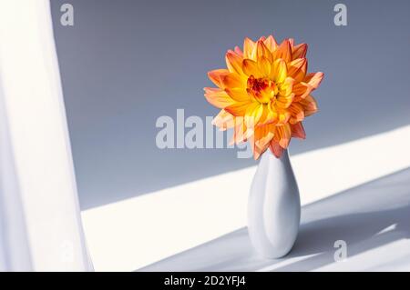 Orange flower in a white vase. Minimalistic composition. Close up. Copy space. Minimalism concept. Stock Photo