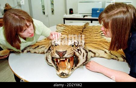 Tracey Seddon, left, senior conservator at the Conservation Centre on Merseyside and Karen Bradbury, a Customs and Excise curator working on Gloria Swanson's Tiger skin rug, which was been seized by customs and excise a month ago and unveiled at Liverpool's award-winning Conservation Centre today (Thursday). The famous Hollywood star was photographed many times for publicity purposes, posing on the rug.  See PA story SOCIAL Swanson.  Photo by Dave Kendall/PA. Stock Photo