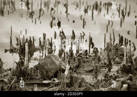 Dry reed stems on a lake shore Stock Photo - Alamy