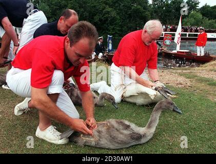 Swan Upping - the annual count of the Queen's swans taking place on the banks of the River Thames, Marlow, Barks. The swans and cygnets were released back into the river after being counted and tagged.  Stock Photo