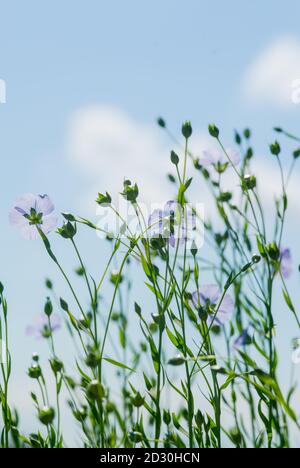 Blue flowers of flax in a field against the blue sky, in summer, close up,  shallow depth of field Stock Photo