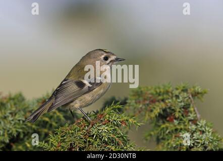 Goldcrest (Regulus regulus) on Juniper tree Stock Photo