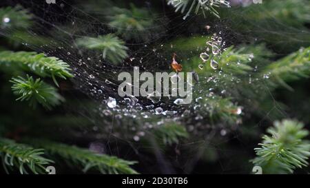 Raindrops on the spider web of pine branches. Rainy autumn screensaver. Selective focus on the center of the image. High quality photo Stock Photo