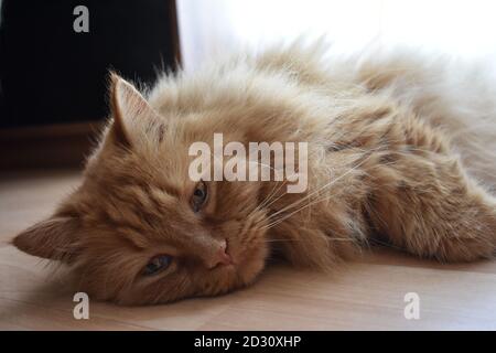Persian Cat Red sleeping Stock Photo