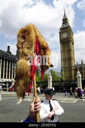 A protester with a fox's skin outside Parliament, London, where hundreds of angry anti-hunt protesters, staged a noisy demonstration in a bid to warn the Government they expect action soon to outlaw the sport. * Placard-waving members of the National Anti-Hunt Campaign carried blood-spattered foxes over their shoulders and shouted at passers-by in Parliament Square. See PA News story POLITICS Hunting. PA photo: Mike Stephens Stock Photo
