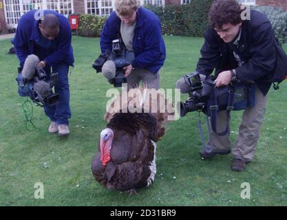 Biscuit the turkey, who has escaped the Christmas dinner table, is pursued by TV camera crews at Cambridge University Veterinary School after surgeons repaired his broken leg with a pin and screws.    *...They anaesthetised  him - a rare procedure for turkeys - and used strengthening inserts intended for dogs during the two and a half hour operations.  The only after effects are that Biscuits, a rare Bourbon Red turkey, walks wth a slight limp.   Stock Photo