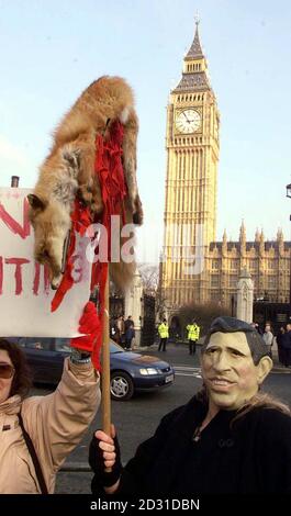 Anti-hunt protesters outside the House of Commons, with banners, masks and a mock dead fox. All over the country pro-hunt protests were also under way as hundreds joined meets in defiance of the Hunting Bill.     *...Supporters of the controversial sport attended rallies in Suffolk, Wales and Cornwall before setting off on foxhunts. Stock Photo