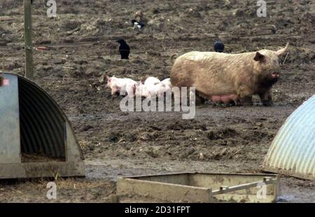 Pigs on quarantined land at Farringford Farm at Freshwater Bay on the Isle of Wight where Ministry of Agriculture officials are investigating the possibility of an outbreak of foot and mouth disease. * Pigs from Farringford Farm and another in Berkshire had been supplied to an abattoir in Essex where the viral disease was discovered. Stock Photo