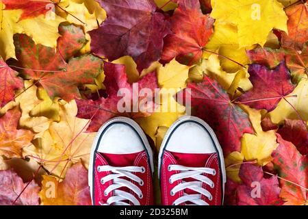 Red sneakers on a yellow autumnal leaves background. Autumn season in red shipster shoes, copy space. Stock Photo