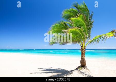 Coconut palm tree against blue sky and beautiful beach in Punta Cana, Dominican Republic. Vacation holidays background wallpaper. View of nice tropica Stock Photo