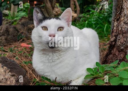 White with black spots female cat, lying very calm in the forest Stock Photo