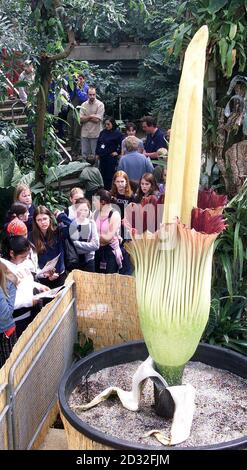Visitors to the Royal Botanic Gardens at Kew in west London, take in the sight of what is claimed to be the world's largest - and smelliest - flower. The Amorphophallus titanum grows in the rainforests of the Sumatra and takes several years to reach maturity.   * Experts at Kew have carefully nurtured this one for several years before it started to bloom a few days ago and it has now unfurled to reveal its blood red interior - and produce an aroma that is a mixture of rotting flesh and excrement. Stock Photo